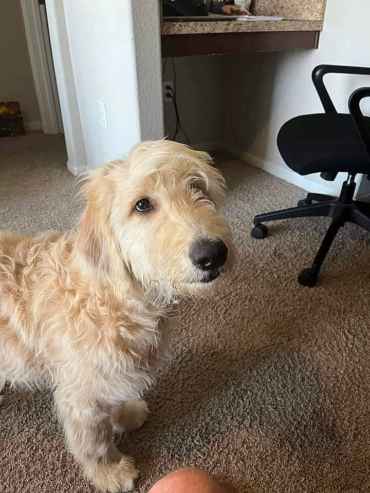 Sir Winston is registered to the contest to win money with this photo: canidae, carnivore, chair, comfort, companion_dog, dog, dog_breed, door, fawn, flooring, fur, hardwood, labradoodle, paw, pet_supply, snout, tail, wood, wood_flooring, working_animal
