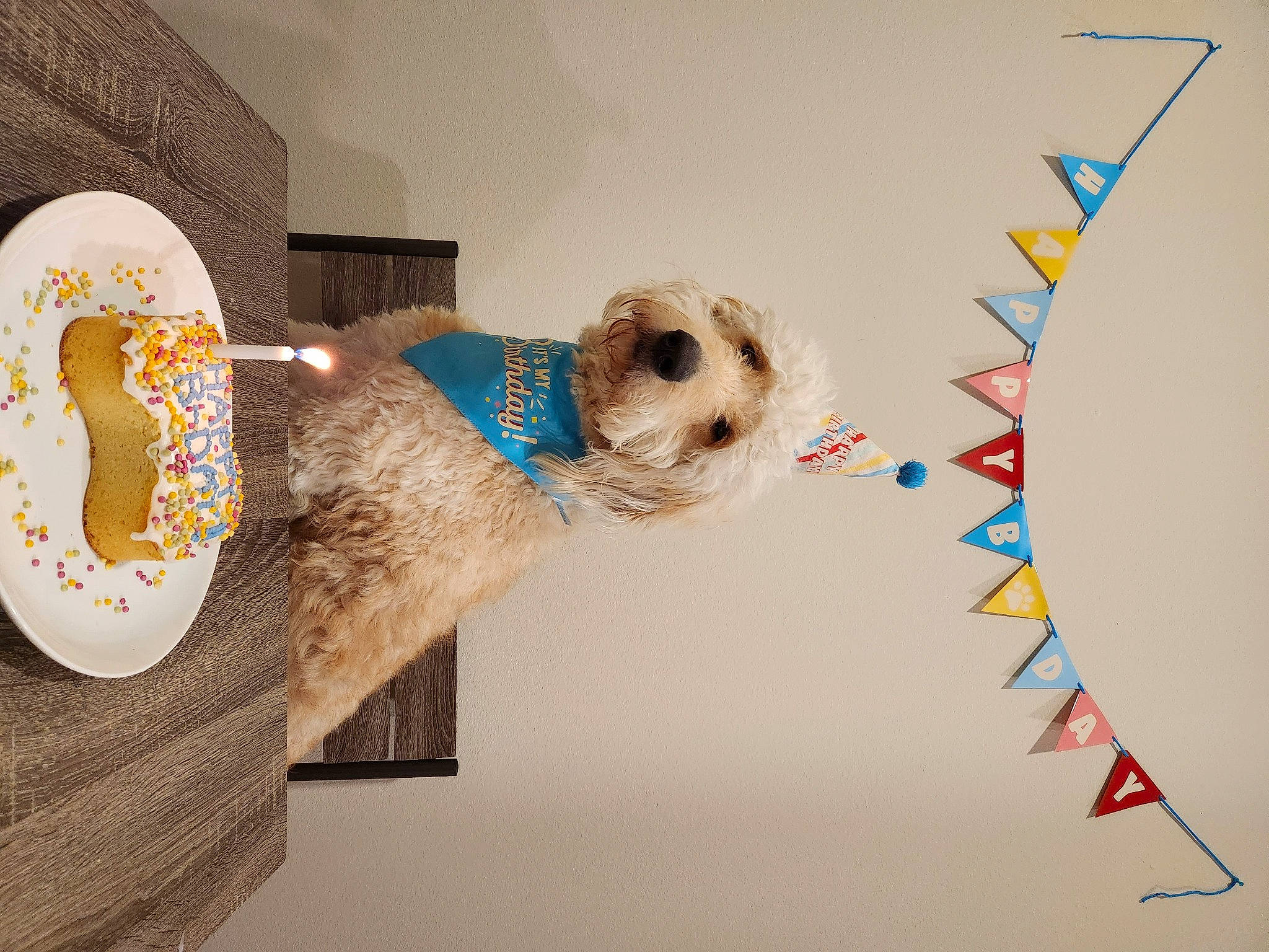 Sir Winston is registered to the contest to win money with this photo: art, carnivore, circle, companion_dog, dog, dog_breed, dog_clothes, dog_supply, fawn, illustration, paint, paper, paper_product, pet_supply, poodle, room, toy_dog, triangle, visual_arts, wood