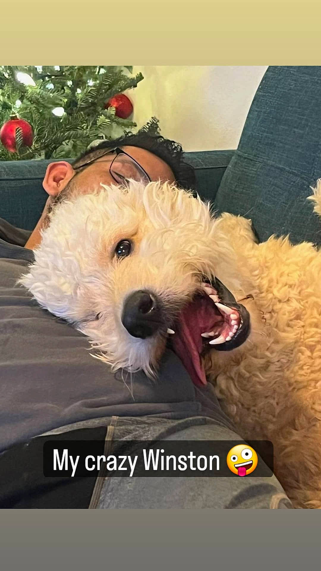 Sir Winston joined the competition — help win amazing prizes! canidae, carnivore, christmas, christmas_tree, collar, companion_dog, dog, dog_breed, dog_collar, dog_supply, event, fashion_accessory, fur, happy, holiday, small_terrier, snout, sporting_group, terrier, toy_dog