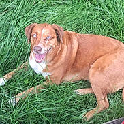 Bella is registered to the contest to win money with this photo: animal, blue_eyes, brown_dog, canine, closeup, daylight, dog, fur, grass, green, happy, lying_down, mammal, nature, outdoor, pet, playful, relaxed, smiling, tongue_out
