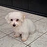 animal, cabinet, canine, companion, curious, cute, dog, domestic_animal, floor_tiles, fur, home, indoor, looking, pet, puppy, sitting, small_dog, tile_floor, white_fur, young_dog