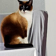 Mario participe au concours pour gagner de l'argent avec cette photo : cat, siamese_cat, feline, pet, animal, indoor, chair, white_cloth, fur, sitting, portrait, looking_away, calm, cozy, minimalist, domestic, whiskers, ears, tail, furniture