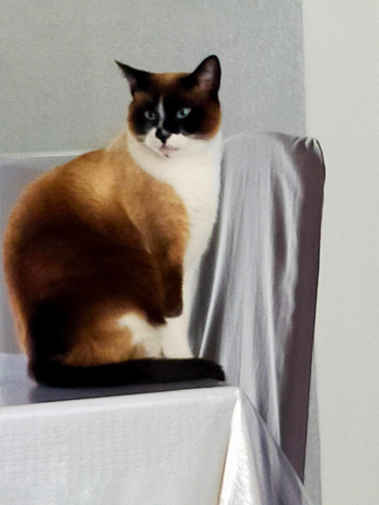 Mario participe au concours pour gagner de l'argent avec cette photo : cat, siamese_cat, feline, pet, animal, indoor, chair, white_cloth, fur, sitting, portrait, looking_away, calm, cozy, minimalist, domestic, whiskers, ears, tail, furniture