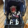Paisley is registered to the contest to win money with this photo: baby, stroller, sleeping, cow_pattern, onesie, red_hat, pacifier, wooden_floor, indoor, child, cozy, clothing, seatbelt, infant, relaxing, cute, person, baby_clothes, headwear, resting