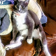 Widdle joined the competition — help win amazing prizes! cat, gray_cat, white_cat, pet, feline, collar, bell, couch, leather, blanket, indoor, relaxed, sitting, paw, fur, animal, cute, domestic, whiskers, ears