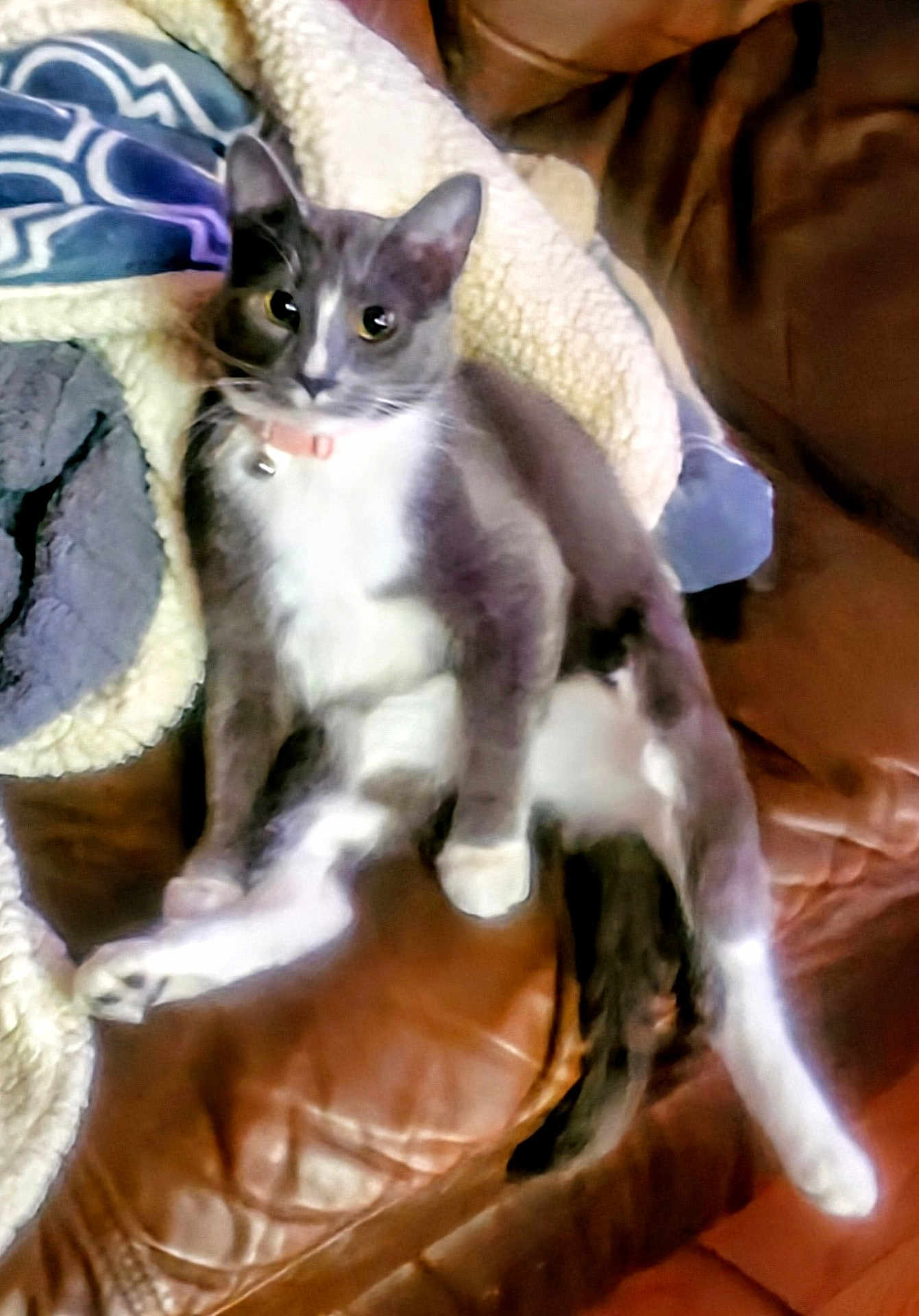 Widdle joined the competition — help win amazing prizes! cat, gray_cat, white_cat, pet, feline, collar, bell, couch, leather, blanket, indoor, relaxed, sitting, paw, fur, animal, cute, domestic, whiskers, ears