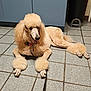 animal, cabinet, canine, collar, dog, ears, floor, fur, groomed, happy, indoor, leash, lying_down, muzzle, paw, pet, poodle, tail, tile, trash_bin