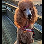 animal, beach, calm, clouds, dog, fur, harness, nature, ocean, outdoor, pet, poodle, sand, scenery, sky, summer, sunlight, sunset, water, wooden_boardwalk
