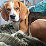 dog, beagle, blanket, couch, indoor, pet, brown, white, fur, ears, face, nose, animal, portrait, relaxing, home, furniture, living_room, cozy, resting