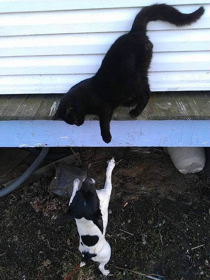 Dollar joined the competition — help win amazing prizes! canidae, carnivore, cat, dog_breed, felidae, fur, grass, light, plant, shade, shadow, small_to_medium_sized_cats, snout, soil, sporting_group, tail, terrestrial_animal, tints_and_shades, whiskers, wood