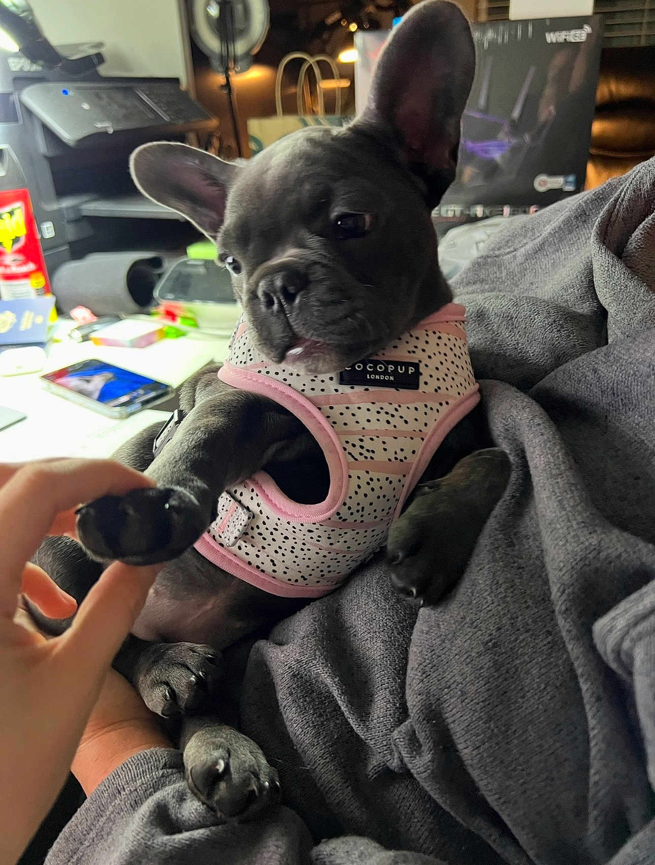 Gigi joined the competition — help win amazing prizes! dog, puppy, french_bulldog, pet, indoor, harness, paw, hand, couch, blanket, closeup, cute, animal, domestic_animal, cozy, soft_lighting, person, holding, relaxing, living_room