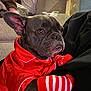 Gigi joined the competition — help win amazing prizes! dog, french_bulldog, red_pajamas, striped_socks, pet, indoor, couch, cozy, blanket, animal, cute, brown_dog, sitting, portrait, household, domestic, companion, furry, small_dog, relaxed