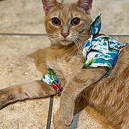 Nacho is registered to the contest to win money with this photo: animal, cat, clothing, colorful, cute, ears, eyes, feline, fur, ginger_cat, indoor, laying_down, mammal, pet, portrait, relaxed, shirt, tiled_floor, tropical_pattern, whiskers