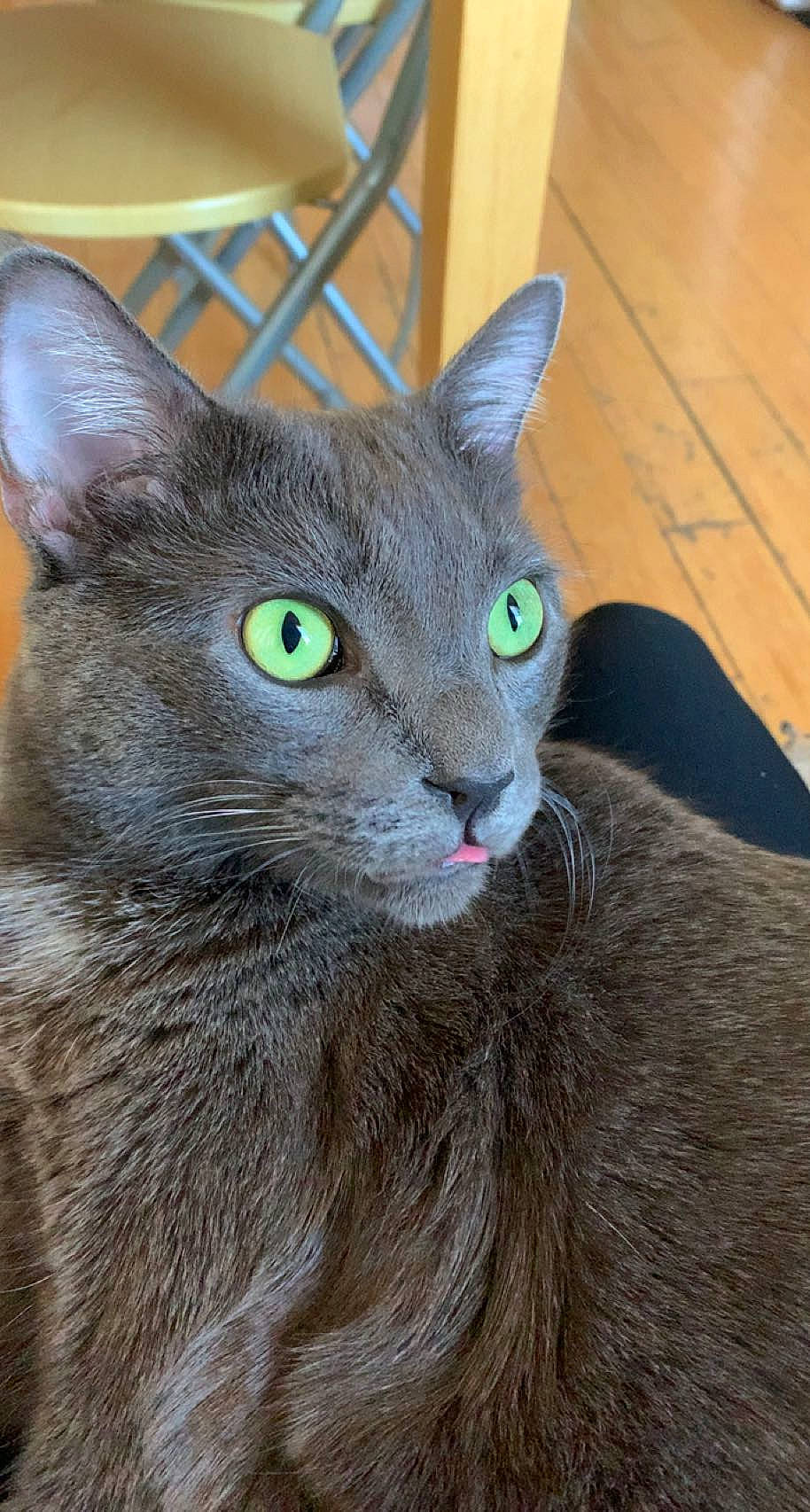 Levi joined the competition — help win amazing prizes! carnivore, cat, domestic_short_haired_cat, felidae, flooring, fur, grey, hardwood, head, russian_blue, small_to_medium_sized_cats, terrestrial_animal, whiskers, wood, wood_stain