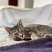 Aria participe au concours pour gagner de l'argent avec cette photo : cat, tabby_cat, pet, animal, feline, relaxed, lying_down, blanket, purple_blanket, white_blanket, indoor, cozy, soft_texture, close_up, portrait, whiskers, ears, eyes, paw, fur
