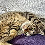 Aria participe au concours pour gagner de l'argent avec cette photo : cat, tabby_cat, pet, feline, green_eyes, paw, fur, striped_fur, lying_down, relaxed, cozy, blanket, texture, indoor, close_up, animal, cute, resting, whiskers, playful