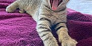 Aria a rejoint le concours — aidez-le/la à gagner de superbes lots ! kitten, cat, tabby, stretching, yawning, bed, blanket, purple_blanket, indoor, pet, feline, whiskers, claws, fur, cute, young_cat, animal, cozy, paw, mouth_open