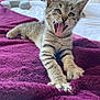 kitten, cat, tabby, stretching, yawning, bed, blanket, purple_blanket, indoor, pet, feline, whiskers, claws, fur, cute, young_cat, animal, cozy, paw, mouth_open