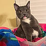 cat, gray_cat, white_patch, pet, indoor, plastic_container, blanket, fleece, colorful, tongue_out, whiskers, ears, eyes, fur, animal, cute, cozy, home, window_blinds, yellow_wall