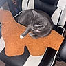 cat, gray_cat, plush_pillow, dinosaur_pillow, gaming_chair, black_and_white_chair, indoor, carpet, technology, computer_tower, relaxing, pet, feline, home, furniture, cozy, resting, paw, soft_texture, leisure