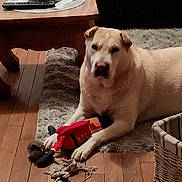 Luna participe au concours pour gagner de l'argent avec cette photo : dog, toy, indoor, rug, wooden_floor, basket, coffee_table, decor, stuffed_toy, rope_toy, pet, living_room, furniture, canine, home, relaxed, laying_down, light_color, flooring, holiday_decor