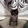 Mabel joined the competition — help win amazing prizes! animal, blanket, cat, cozy, curious, cushion, cute, domestic_animal, ears, fur, indoor, kitten, mammal, pattern, pet, playful, small, texture, tongue, whiskers