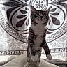 Mabel joined the competition — help win amazing prizes! animal, brown_eyes, cat, curious, cushion, cute, domestic_cat, ears, feline, gray_fur, indoor, kitten, patterned_blanket, paws, pet, portrait, soft_texture, standing, whiskers, white_paws
