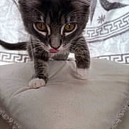 Mabel is registered to the contest to win money with this photo: animal, blanket, brown, cat, closeup, curious, cushion, ears, fur, indoor, kitten, paw, pet, playful, soft, striped, tongue, whiskers, white, young