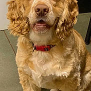 Huckleberry Finn is registered to the contest to win money with this photo: animal, canine, collar, companion, curly_ears, cute, dog, domestic, ears, floor, friendly, fur, golden, indoor, looking, pet, portrait, sitting, tile, white