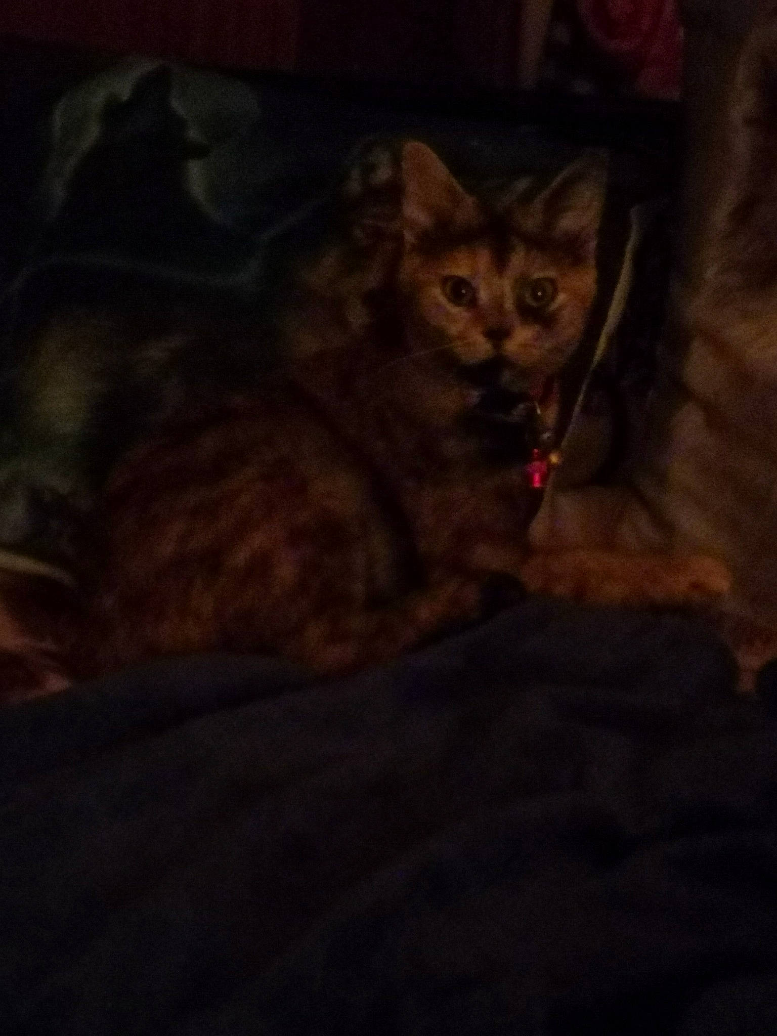 Iris participe au concours pour gagner de l'argent avec cette photo : carnivore, cat, claw, cloud, comfort, darkness, domestic_short_haired_cat, felidae, fur, grey, midnight, nap, night, paw, sky, small_to_medium_sized_cats, snout, tail, terrestrial_animal, whiskers