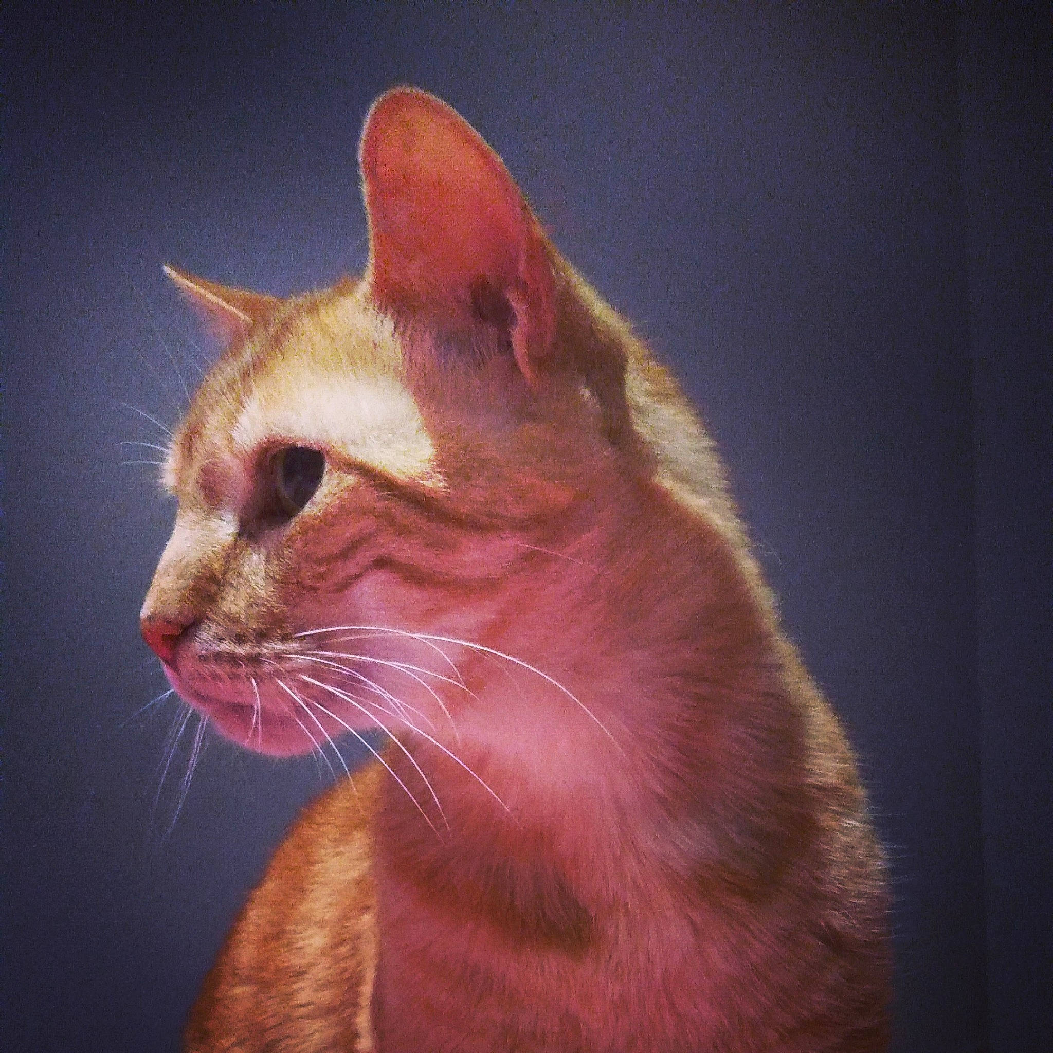 Eurêka a rejoint le concours — aidez-le/la à gagner de superbes lots ! abyssinian, arabian_mau, asian, carnivore, cat, felidae, fur, german_rex, javanese, kitten, mammal, ojos_azules, organism, oriental_longhair, oriental_shorthair, small_to_medium_sized_cats, snout, tabby_cat, tail, whiskers