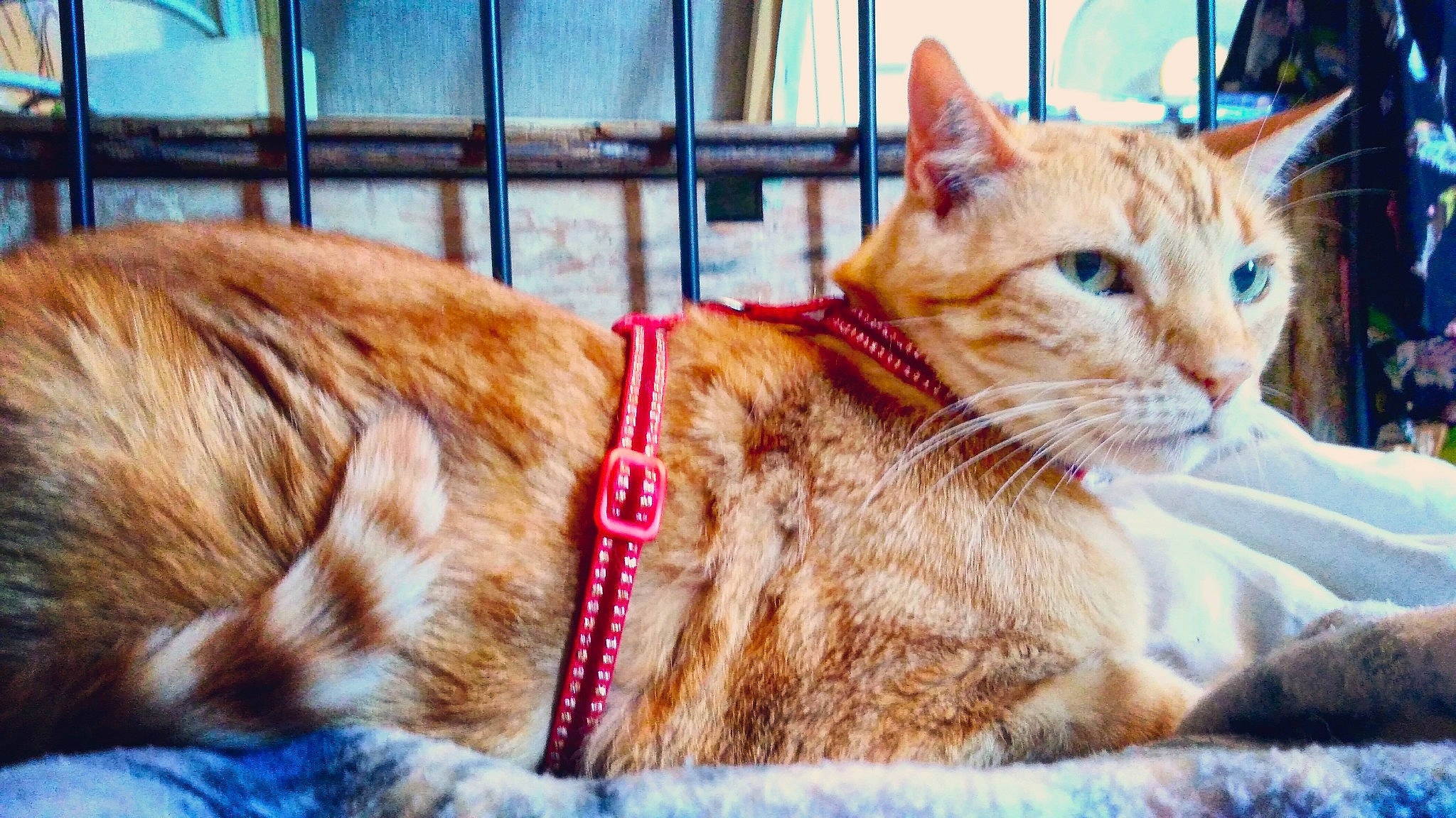 Eurêka a rejoint le concours — aidez-le/la à gagner de superbes lots ! aegean_cat, american_shorthair, arabian_mau, asian, carnivore, cat, domestic_short_haired_cat, ear, european_shorthair, fashion_accessory, fawn, felidae, fur, kitten, small_to_medium_sized_cats, tabby_cat, whiskers