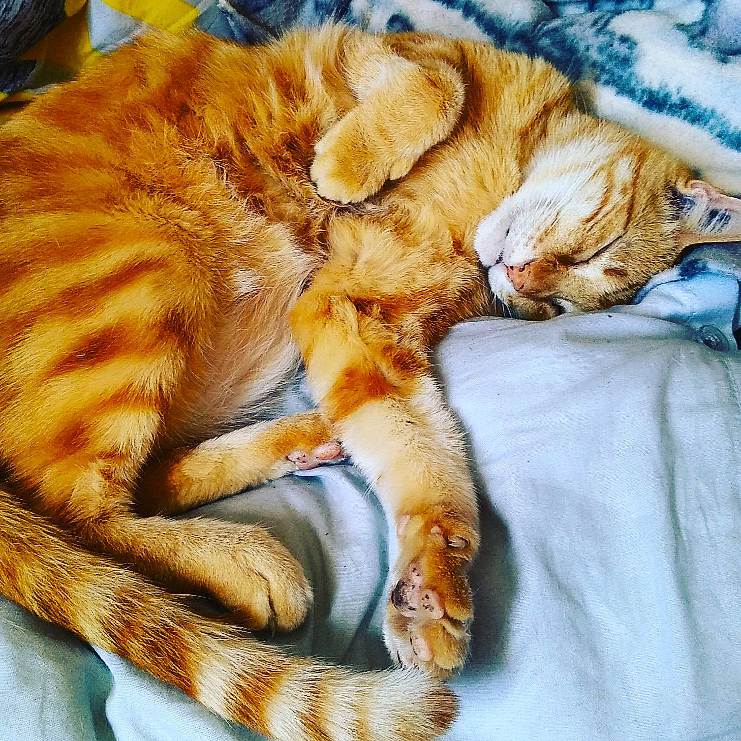 Eurêka participe au concours pour gagner de l'argent avec cette photo : carnivore, cat, claw, european_shorthair, fawn, felidae, fur, nap, paw, sleep, small_to_medium_sized_cats, tabby_cat, tail, whiskers