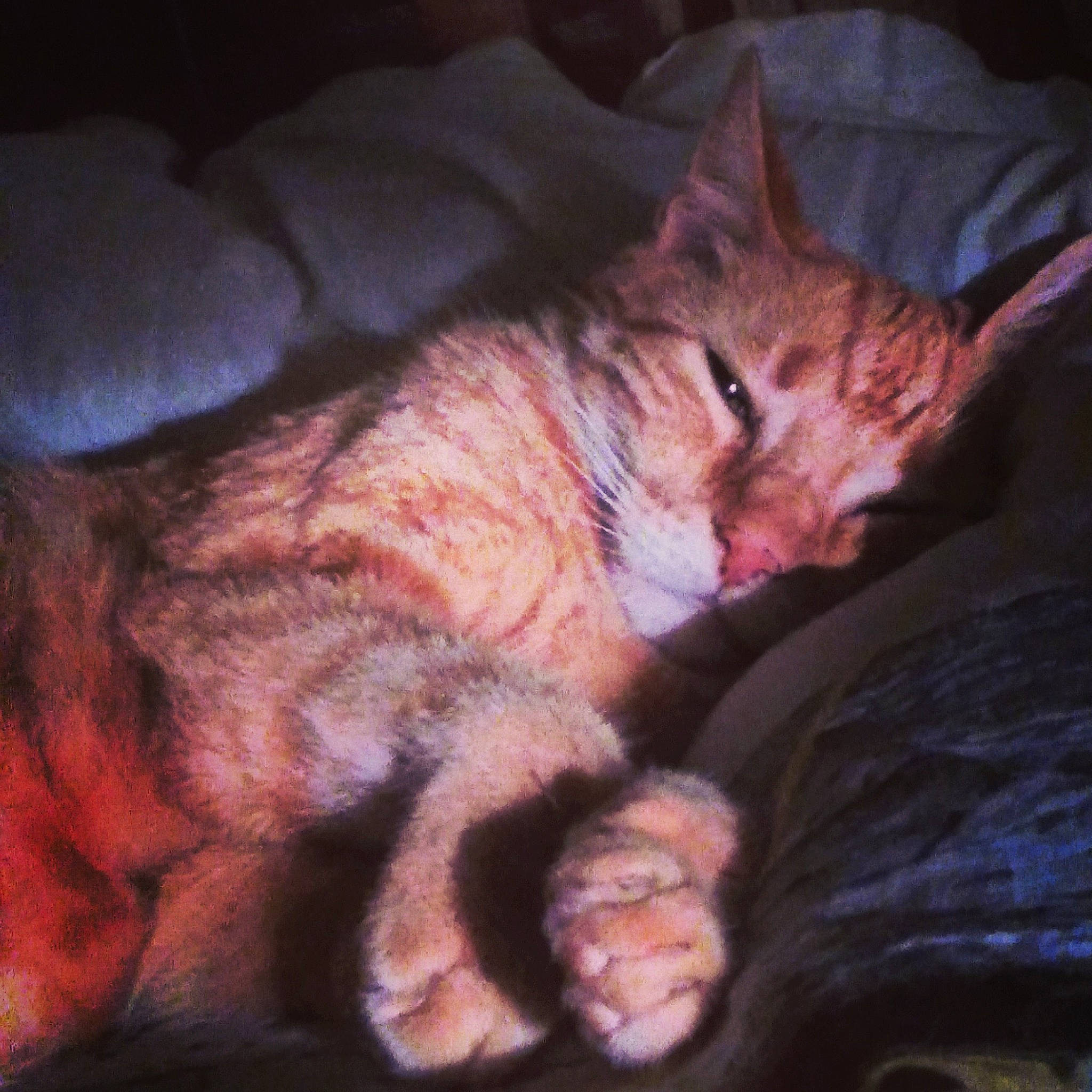 Eurêka participe au concours pour gagner de l'argent avec cette photo : asian, carnivore, cat, chausie, domestic_short_haired_cat, ear, european_shorthair, eye, felidae, fur, german_rex, kitten, nap, night, nose, sky, sleep, small_to_medium_sized_cats, tabby_cat, whiskers