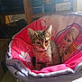 kitten, cat, chair, pink, purple, cartoon_characters, indoor, furniture, puzzle_box, tabby, pet, cute, young_animal, fur, whiskers, animal, domestic_cat, seat, colorful, light