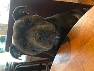 Roxane participe au concours pour gagner de l'argent avec cette photo : canidae, carnivore, companion_dog, dog, dog_breed, ear, fawn, flooring, fur, hardwood, liver, plank, sporting_group, terrestrial_animal, varnish, whiskers, wood, wood_flooring, wood_stain, working_animal