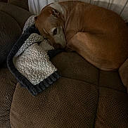 Momo joined the competition — help win amazing prizes! dog, brown_dog, blanket, couch, furniture, indoor, pet, resting, sleepy, cozy, curled_up, fabric, soft, relaxed, animal, companion, warm, home, textured, quiet