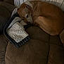 dog, brown_dog, blanket, couch, furniture, indoor, pet, resting, sleepy, cozy, curled_up, fabric, soft, relaxed, animal, companion, warm, home, textured, quiet