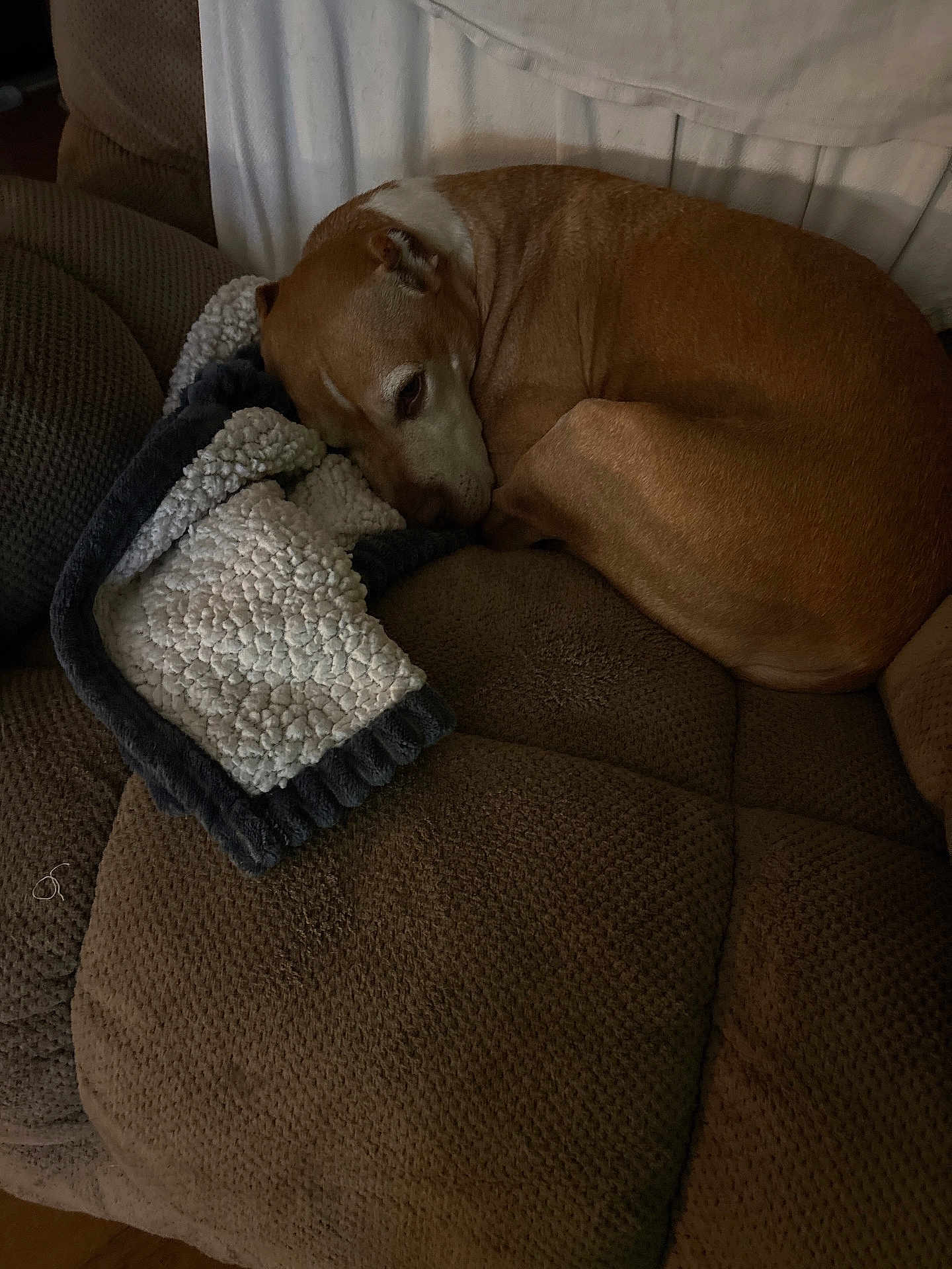 Momo joined the competition — help win amazing prizes! dog, brown_dog, blanket, couch, furniture, indoor, pet, resting, sleepy, cozy, curled_up, fabric, soft, relaxed, animal, companion, warm, home, textured, quiet