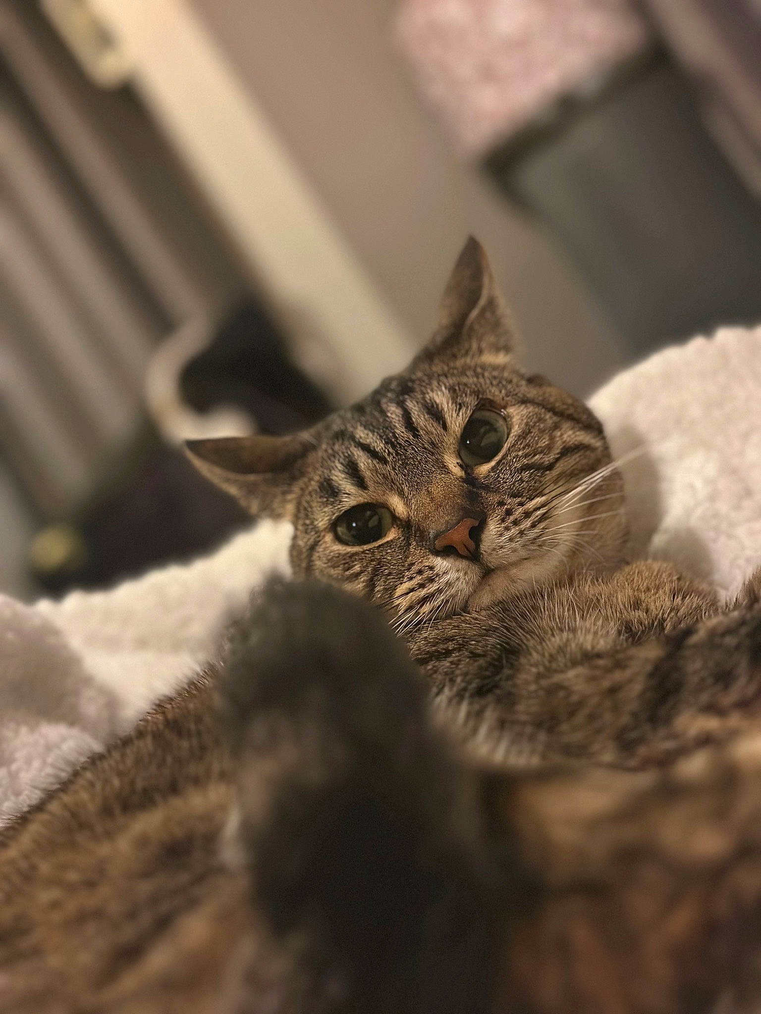 Dorito joined the competition — help win amazing prizes! carnivore, cat, claw, domestic_short_haired_cat, ear, felidae, fur, grey, macro_photography, monochrome, monochrome_photography, small_to_medium_sized_cats, terrestrial_animal, whiskers, wildlife, wood