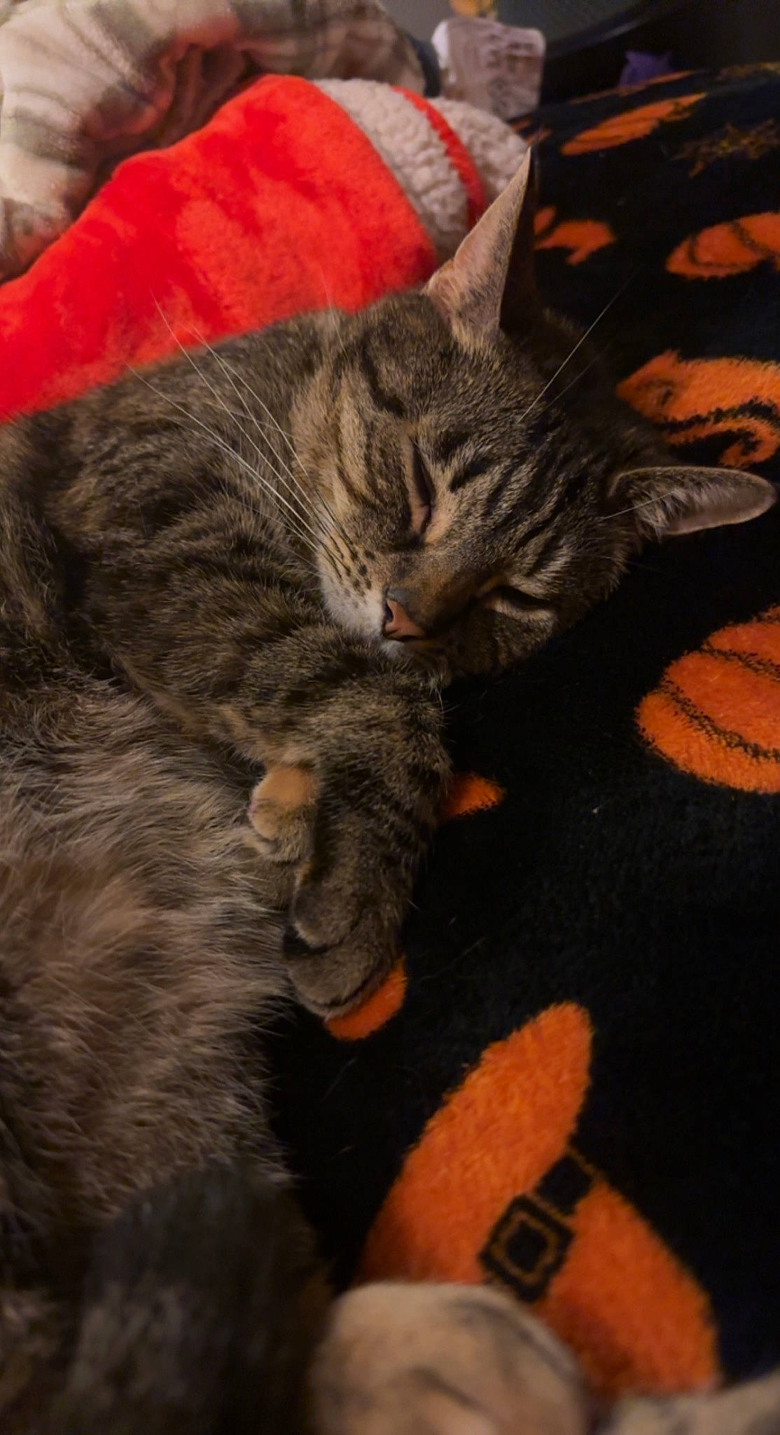 Dorito is registered to the contest to win money with this photo: carmine, carnivore, cat, claw, comfort, domestic_short_haired_cat, felidae, fur, grey, nap, orange, paw, sleep, small_to_medium_sized_cats, snout, tail, whiskers