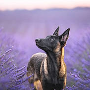 Kuma participe au concours pour gagner de l'argent avec cette photo : dog, lavender_field, outdoor, nature, animal, purple_flowers, ears_up, looking_up, canine, portrait, plants, flora, summer, peaceful, garden, grass, sunset, soft_light, blurry_background, vibrant_colors