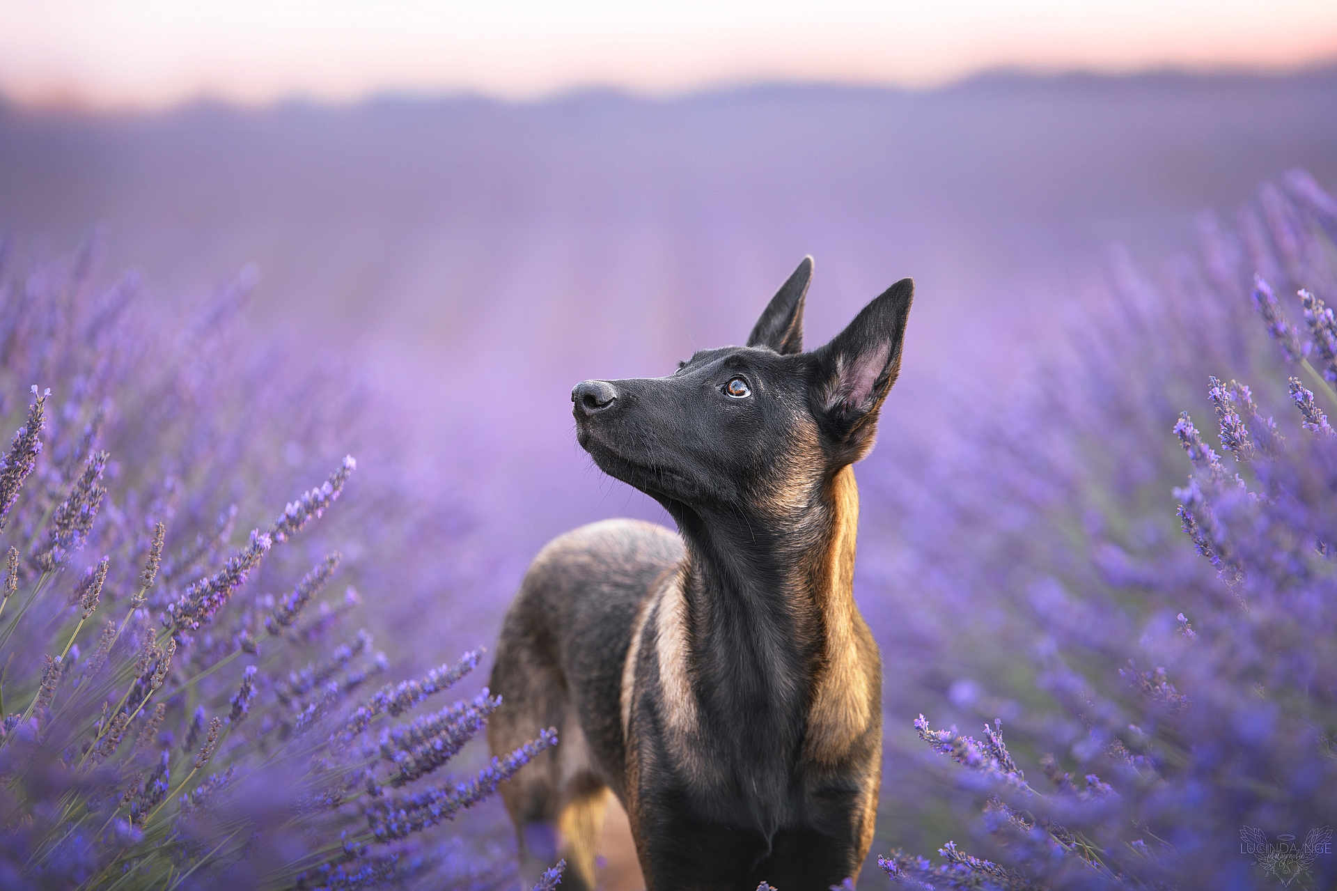 Kuma participe au concours pour gagner de l'argent avec cette photo : dog, lavender_field, outdoor, nature, animal, purple_flowers, ears_up, looking_up, canine, portrait, plants, flora, summer, peaceful, garden, grass, sunset, soft_light, blurry_background, vibrant_colors