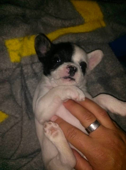 Kitty Pupuce participe au concours pour gagner de l'argent avec cette photo : boston_terrier, canidae, carnivore, companion_dog, dog, dog_breed, ear, fawn, french_bulldog, mammal, non_sporting_group, puppy, puppy_love, skin, snout, sporting_group, toy_bulldog, vertebrate