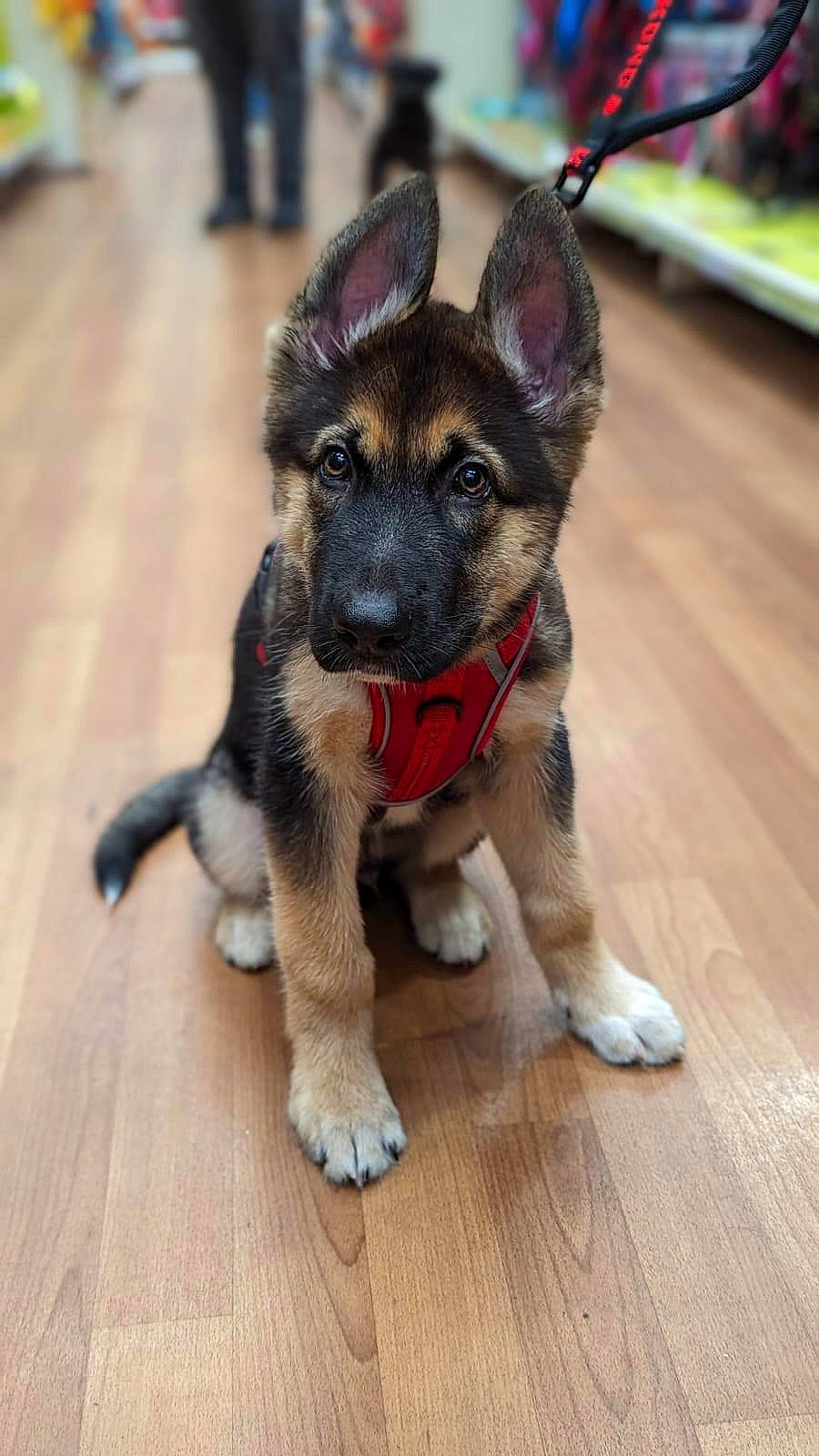 Milo joined the competition — help win amazing prizes! carnivore, companion_dog, dog, dog_breed, flooring, fur, german_shepherd_dog, guard_dog, hardwood, herding_dog, paw, plank, street_dog, terrestrial_animal, varnish, whiskers, wood, wood_flooring, wood_stain, working_animal