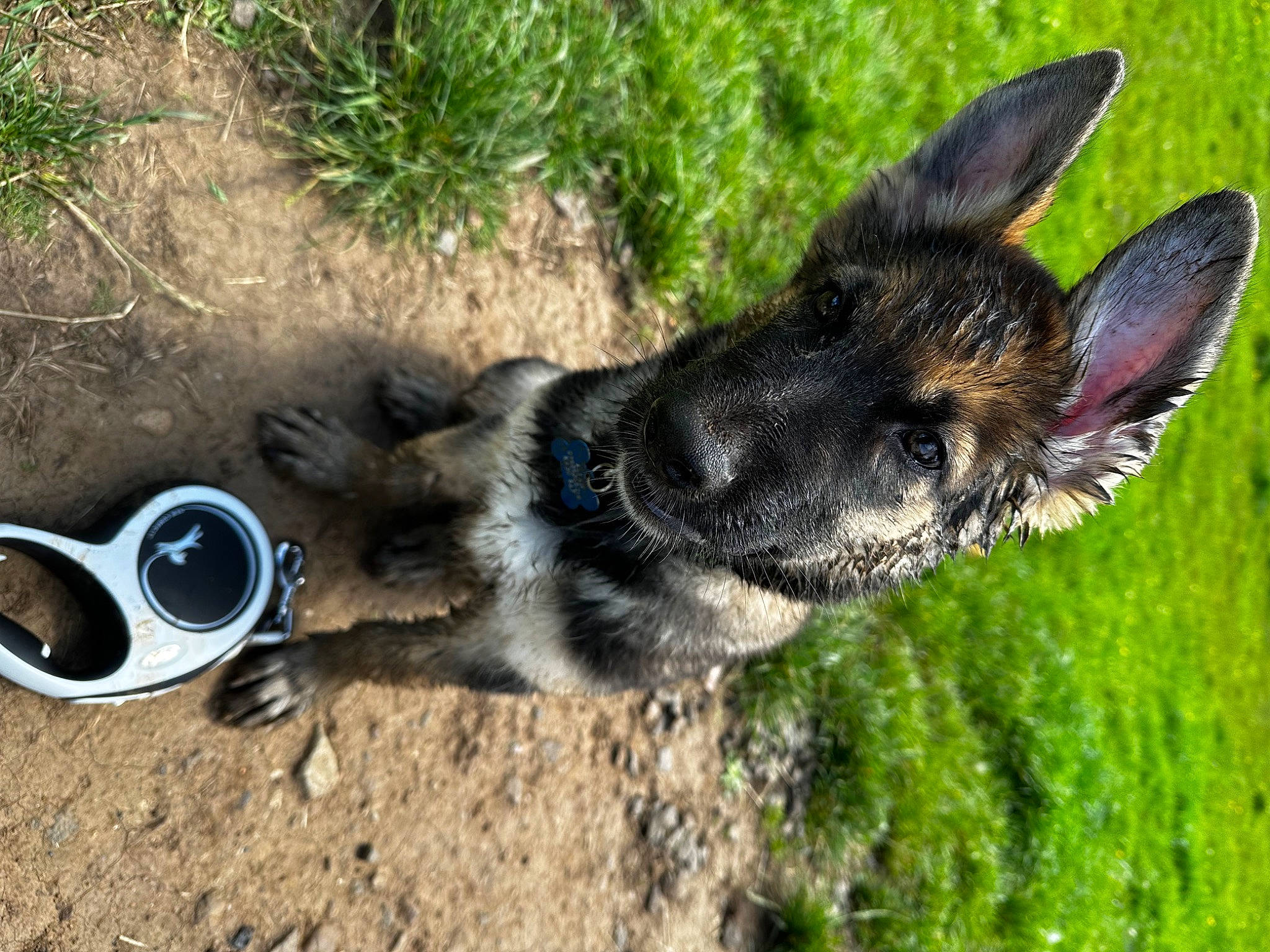 Milo joined the competition — help win amazing prizes! canidae, carnivore, collar, cup, dog, dog_breed, fur, grass, herding_dog, paw, plant, snout, soil, sporting_group, tail, terrestrial_animal, whiskers, wildlife, working_animal, working_dog