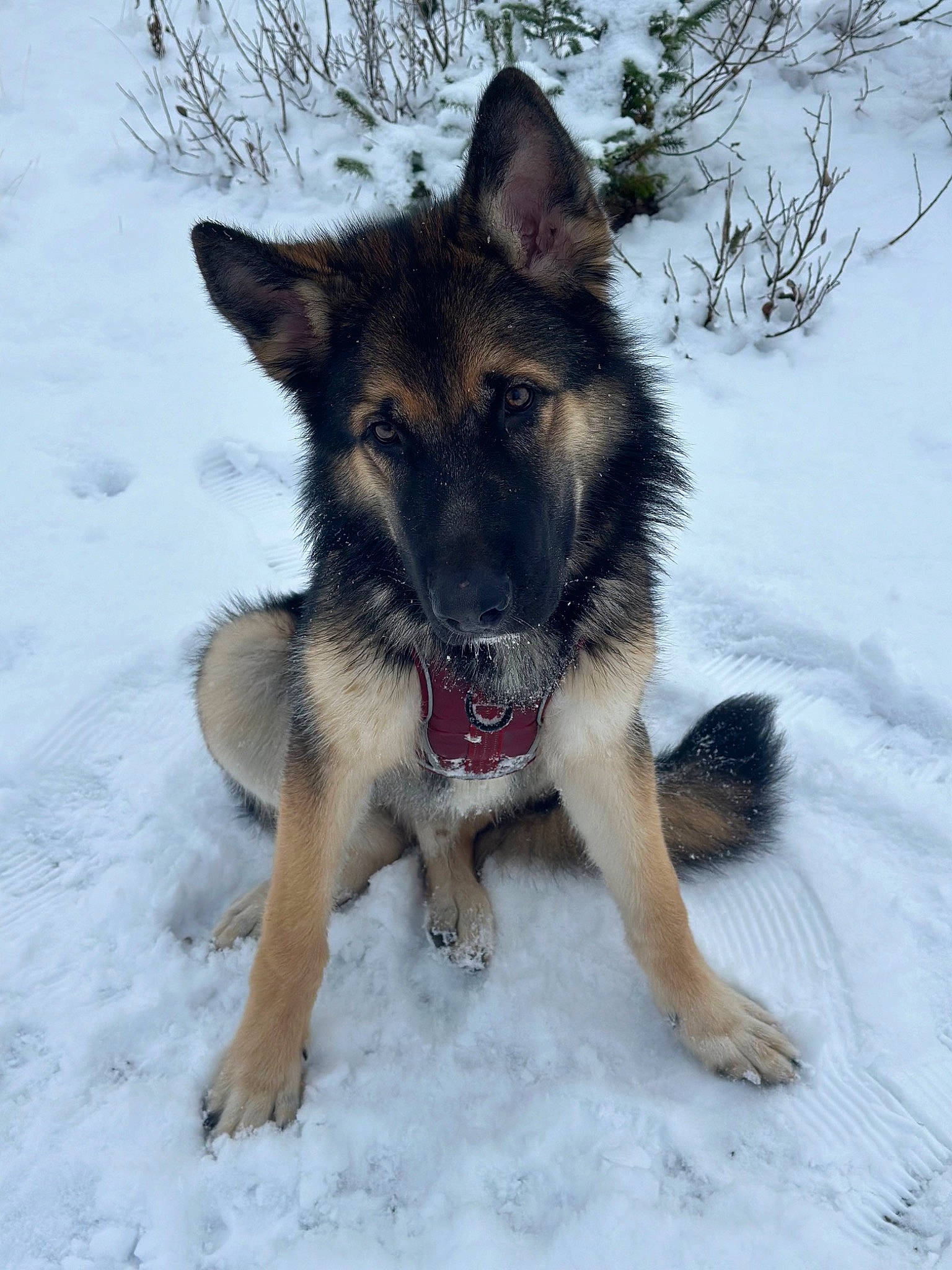 Milo joined the competition — help win amazing prizes! canidae, canis, carnivore, companion_dog, dog, dog_breed, east_european_shepherd, fawn, fur, german_shepherd_dog, herding_dog, king_shepherd, old_german_shepherd_dog, snout, snow, sporting_group, terrestrial_animal, winter, working_animal, working_dog