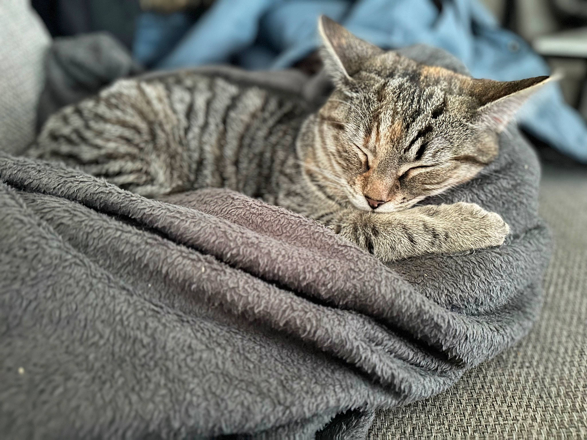 Halo is registered to the contest to win money with this photo: carnivore, cat, comfort, domestic_short_haired_cat, felidae, fur, grey, linens, pattern, small_to_medium_sized_cats, snout, tail, terrestrial_animal, textile, tree, whiskers, wildlife, wood, woolen, woven_fabric