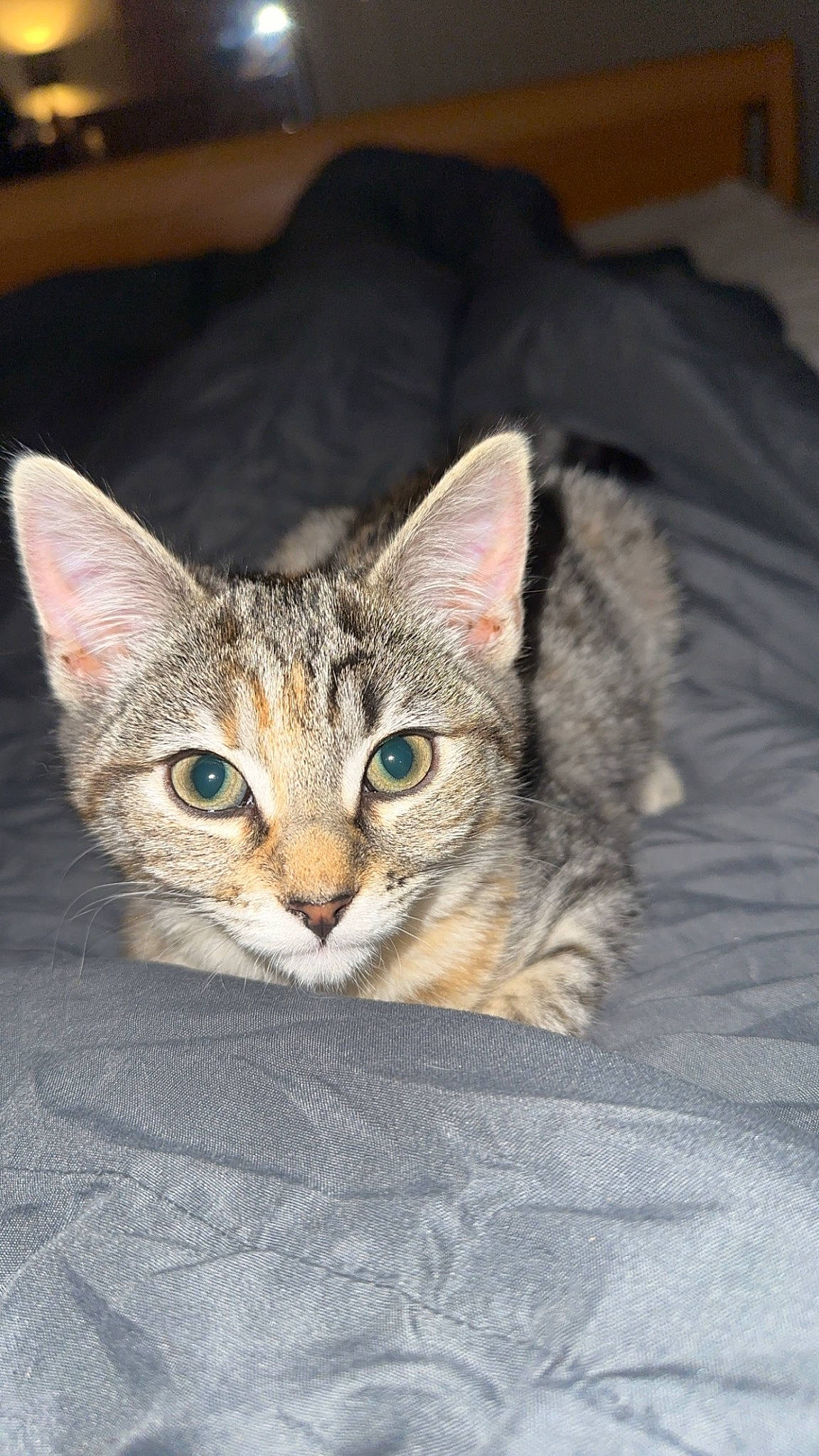 Halo is registered to the contest to win money with this photo: carnivore, cat, comfort, domestic_short_haired_cat, ear, felidae, fur, paw, small_to_medium_sized_cats, snout, whiskers, window