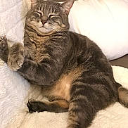 Falco a rejoint le concours — aidez-le/la à gagner de superbes lots ! animal, cat, comfort, couch, cozy, cute, domestic, feline, fluffy_blanket, fur, indoor, mammal, paws, pet, relaxed, resting, sleeping, soft, tabby_cat, whiskers